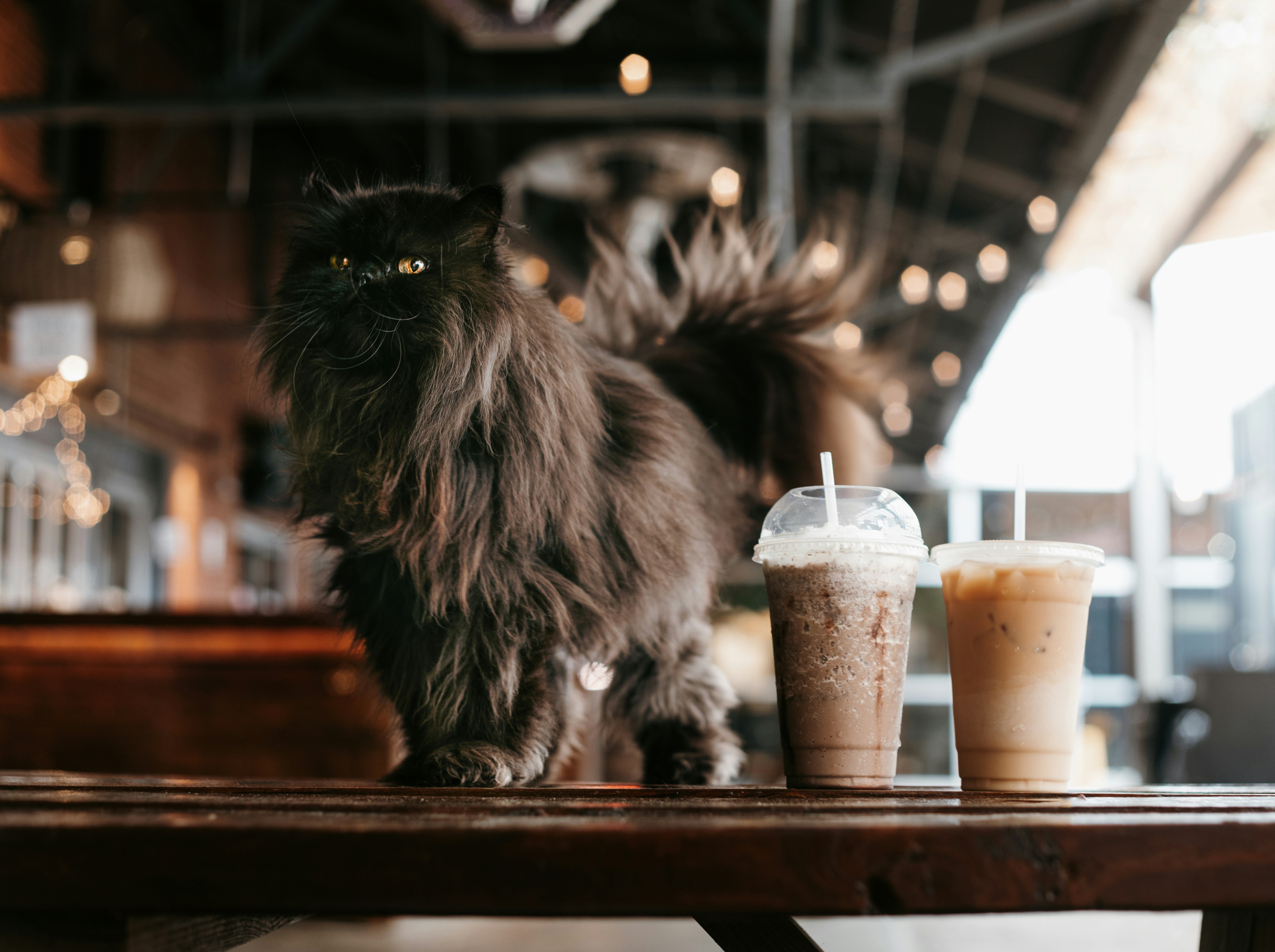 A fluffy black cat next to a frappucino